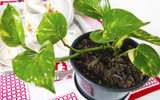 Plantas para decorar a cozinha: confira 6
