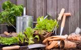 Horta em casa: confira algumas dicas para cultivar suas próprias hortaliças e temperos