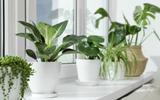 As 3 plantas mais fáceis de serem cultivadas em casa; você vai até mesmo esquecer que elas estão lá