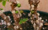 Essas 5 árvores frutíferas são perfeitas para quem tem pouco espaço no jardim