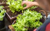 Horta em casa: Veja 5 itens para ter uma horta interna e cultivar seus próprios temperos