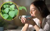 Planta comum em hortas caseiras pode transformar a saúde da sua família e você só precisa de 5 folhas