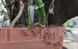 Adeus formigas no jardim: aprendi com um jardineiro a solução perfeita, elas odeiam!