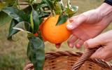 Nunca mais comprei laranjas no mercado depois que aprendi a cultivar a fruta em casa