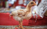 Por que não pode comer frango na ceia de Ano-Novo?