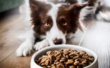 Nem dois, nem três dias: com que frequência você deve trocar a tigela de comida do seu animal de estimação