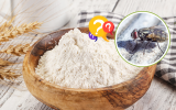 Farinha e óleo de insetos: alimentos feitos com a mosca-soldado-negra pode ser o futuro da alimentação, segundo cientistas