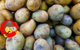 Pode ser perigoso: nunca coma batatas com um cheiro amargo ou com a casca esverdeada