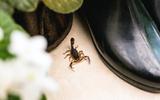 É por isso que escorpiões entravam na minha casa, mas desde que aprendi como evitá-los de verdade, nunca mais tive problemas