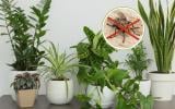 Muitas moscas na sua casa? Essas plantas podem ser ótimas aliadas para resolver o problema com esses insetos