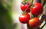 4 alimentos bons para a memória
