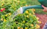 Por essa ninguém esperava: existe um horário certo para regar as plantas e garantir que elas cresçam de forma saudável!