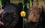 Palavra de jardineira: essa é a hora certa de trocar a sua planta de vaso