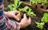 Tudo que você precisa saber para plantar alface em casa e ter sempre folhas frescas nas refeições