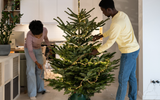 Plantas natalinas: descubra as melhores para decorar a sua casa no Natal