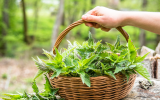 Se você tem essa planta em casa, tem um tesouro: descubra os benefícios da urtiga para a saúde (são surpreendentes)