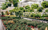 "Precisamos parar de comprar": o alerta de um especialista sobre planta vendida nas grandes lojas de jardinagem