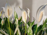 O que fazer quando o lírio-da-paz não floresce: essas são as mudanças no cuidado com a planta que farão as flores aparecerem