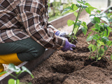Os 3 vegetais para plantar a partir de 1º de novembro: crescem rápido, precisam de pouco espaço e podem ser colhidos no verão