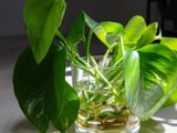 3 plantas de interior que crescem na água, purificam o ar e são tendência na decoração