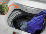 Por que as pessoas estão colocando alecrim na máquina de lavar? Truque inusitado pode trazer benefícios para as suas roupas