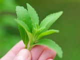 Folha que adoça 300 vezes mais que o açúcar sem calorias é fácil de cultivar e cresce em qualquer cantinho da sua casa