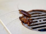 Barata não entra pelo ralo do banheiro: verdade ou mito? Saiba exatamente o que fazer para se proteger do inseto