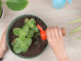 Por que os jardineiros recomendam polvilhar canela na terra das plantas e para que ela serve?