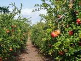A incrível "fruta dos milagres" é uma das estrelas deste sítio de SC com mais de 2 mil espécies raras e exóticas do mundo