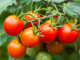 Poucas pessoas sabem, até 90% dos jardineiros erram: regar ou não regar os tomates após o plantio no solo?