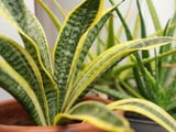 Espada-de-São-Jorge sempre limpa e brilhosa sem esforço: TudoGostoso mostra truque caseiro supersimples para limpar a planta