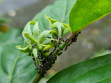Adeus, formigas nas plantas: aprenda o truque simples com cascas de alho e cravos-da-índia que vão te livrar do problema!