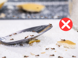 Adeus formigas: o truque simples da vovó que dá certo, é só colocar na cozinha