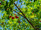 Fruta o ano inteiro: descubra a árvore ideal para cultivar em casa e fazer sucos e geleias com o TudoGostoso