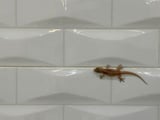 É isso que significa aparecer lagartixas na sua casa com frequência, de acordo com a ciência