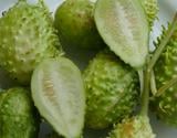 O vegetal mais esquecido é um dos mais poderosos: conheça os benefícios do maxixe e como cozinhar