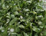 Salada de almeirão italiana