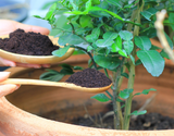 Essas são as plantas que mais gostam de borra de café: crescem rápido, ficam mais fortes e bonitas