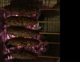 Kafta - churrasco