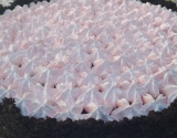 Torta sensação
