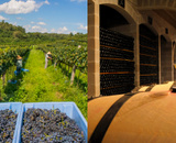 Você precisa conhecer a capital brasileira do vinho: é pra beber, comer e relaxar!