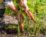 O que é um alimento orgânico: confira