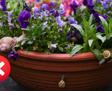 Adeus caramujos nas plantas: corte esse ingrediente ao meio e coloque-o no centro do jardim