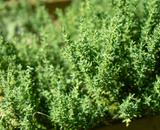 Nem alecrim, nem hortelã: a erva aromática fácil de cultivar em casa e que faz bem para a saúde do coração