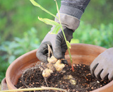 Plantar gengibre é fácil, basta um pedacinho da raiz pra gerar uma nova planta: aprenda com o passo a passo dessa jardineira