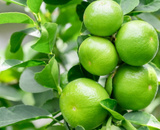 É fã de limão? Então aprenda a como plantar essa fruta em casa de forma fácil e prática