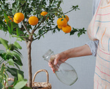 Jardineiro revela os segredos para cultivar tangerina em vaso: plante em casa e coma essa deliciosa fruta sempre que tiver vontade