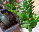 ZAMIOCULCA: aprenda como cuidar dessa planta espetacular de folhagem brilhante com dicas que aprendi com uma jardineira