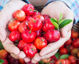 Como cultivar acerola em casa? Essa árvore frutífera pode ser plantada em um vaso!