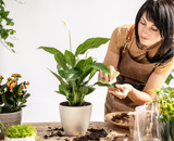 Decoração com plantas para iniciantes: essas são as melhores espécies para ter dentro de casa ou apartamento